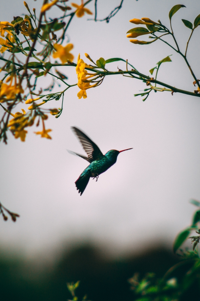hummingbird approaching tree in bloom