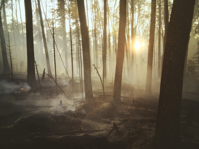 Photo showing the aftermath of a forest fire with the sun shining through the trees
