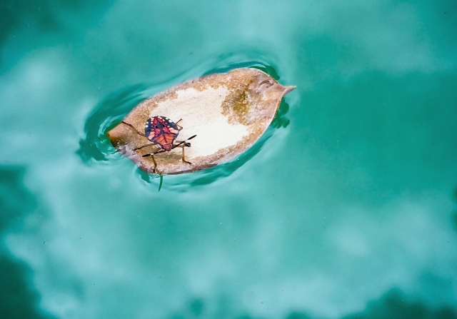 A bug stranded on a leaf in a swimming pool
