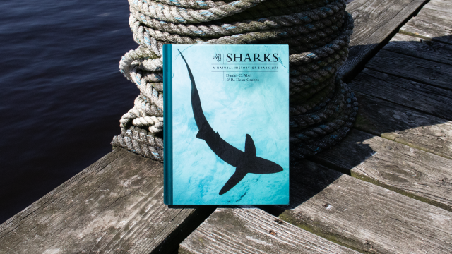 Sharks, front cover
