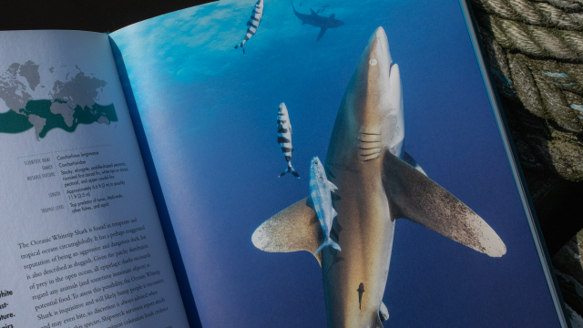 Sharks book page spread