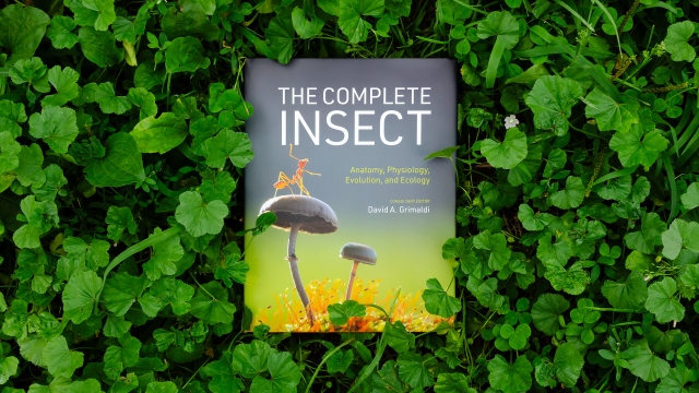 The Complete Insect book cover on green leaves