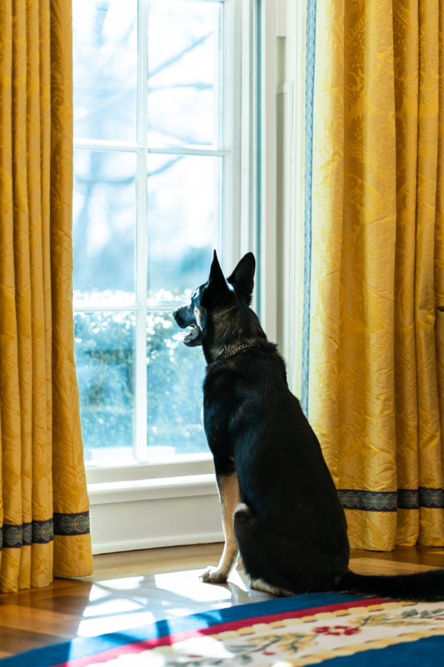 Major, President Joe Biden’s German Shepherd, looking out the window of the Oval Office. 