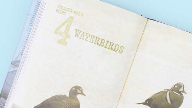 Yellowstone's Birds - Chapter 4 Waterbirds page spread
