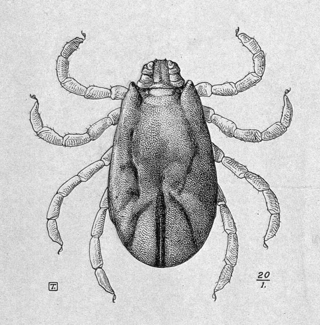 A scientific illustration of a tick