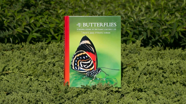 The Lives of Butterflies - front cover