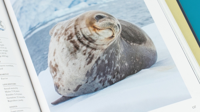 Sea Mammals - seal page spread
