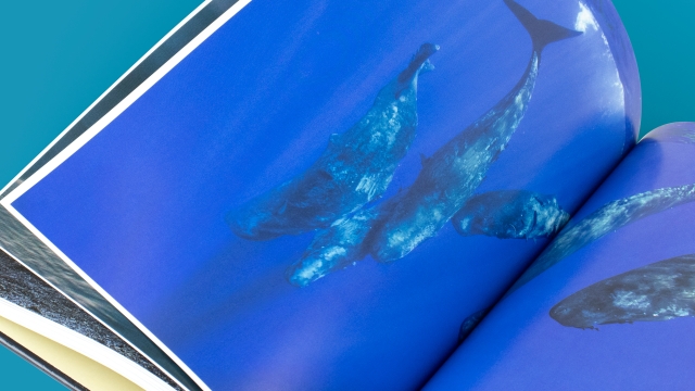 Sea Mammals - whale pod page spread