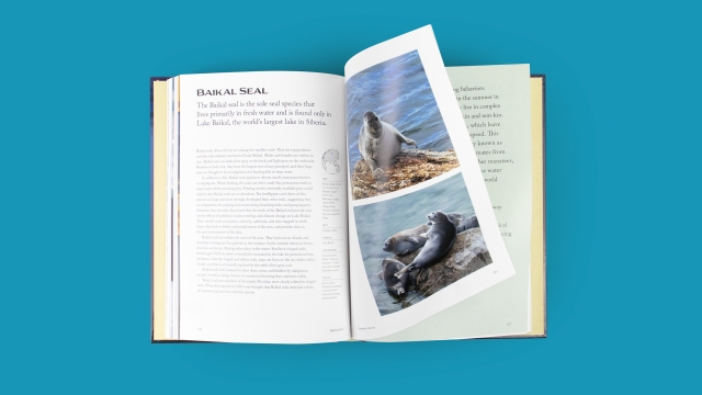 Sea Mammals - Baikal Seal 2 page spread