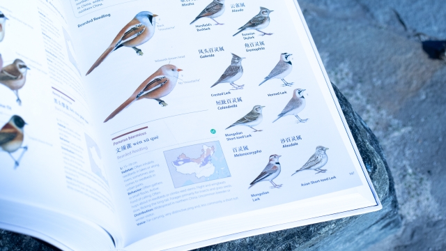 Birds of China - Panurus biarmicus pagespread