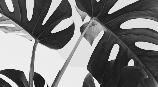 Close-up greyscale photograph of the curving leaves and stems of a Monstera houseplant