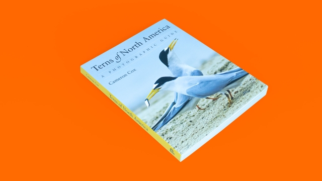 Terns of North America by Cameron Cox book front cover on angle.