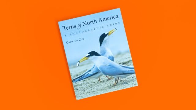 Terns of North America by Cameron Cox book front cover