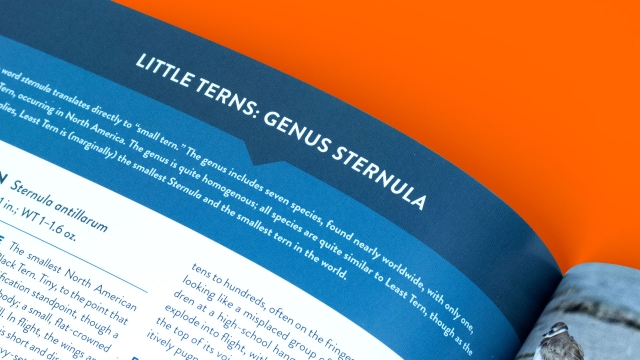 Terns of North America left top interior page text closeup.