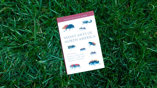 Velvet Ants of North America front cover.