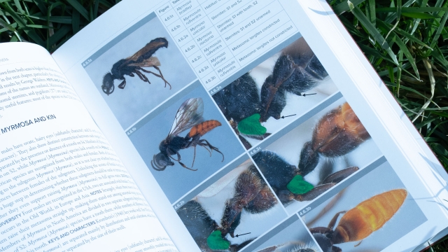 Velvet Ants of North America right interior page with ant photos
