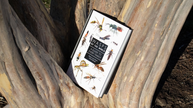 Wasps of the World front cover.