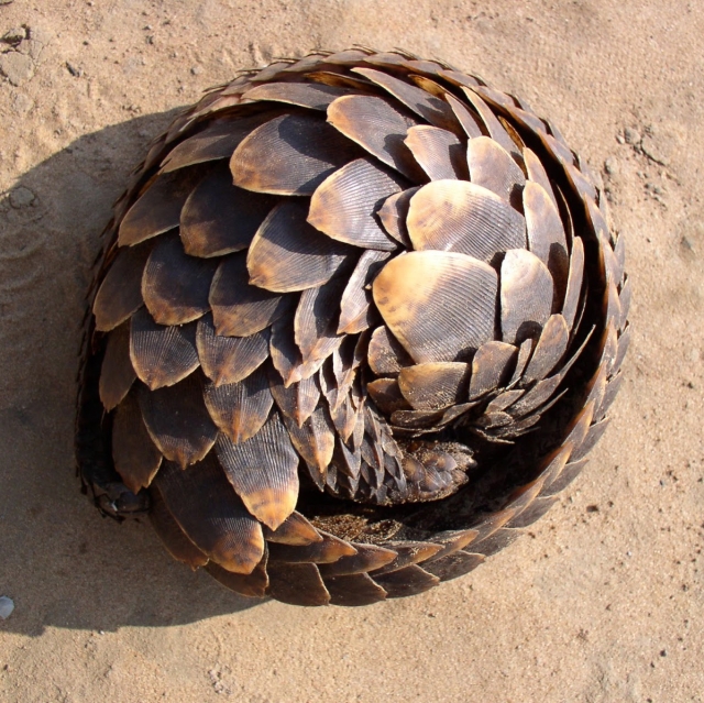 rolled-up pangolin