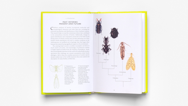 The Little Book of Beetles - Evolution 2 pagespread with text and beetle photographs