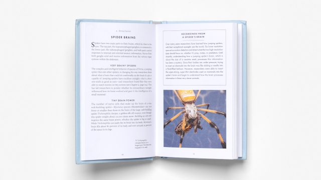 The Little Book of Spiders - Structures 2 pagespread.
