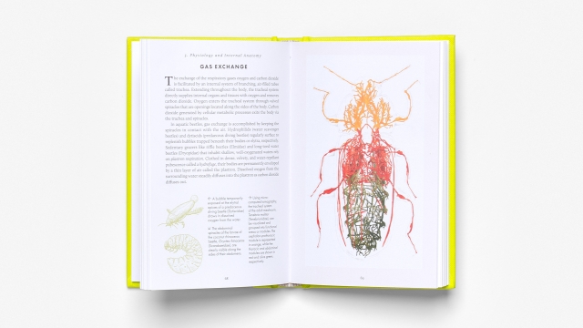 The Little Book of Beetles - Physiology and Internal Anatomy 2 page spread with diagrams.