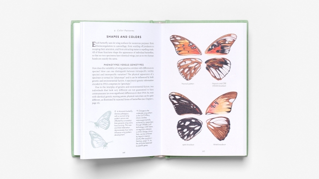 The Little Book of Butterflies - Color patterns 2 page spread with illustrations.