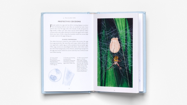 The Little Book of Spiders - Protective Cocoons 2 pagespread text and illustrations.