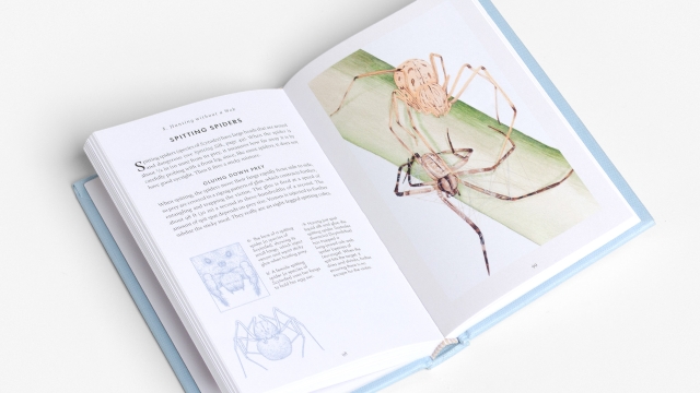 The Little Book of Spiders - Spitting Spiders 2 pagespread.