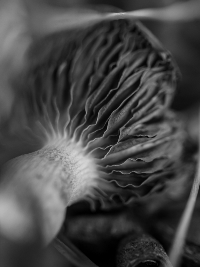Underside of mushroom close up.