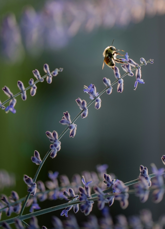 Bee on lavender.