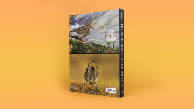 The Shorebirds of North America back cover.