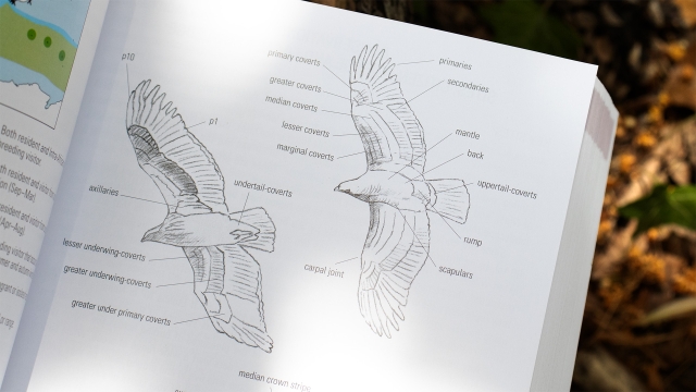 Birds of Greater Southern Africa - diagram of parts of wing.
