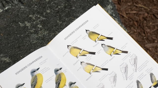 Field Guide to North American Flycatchers - Kingbird comparison pagespread.
