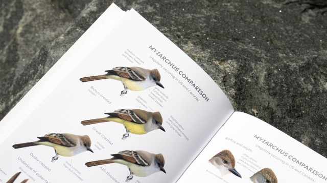 Field Guide to North American Flycatchers - Myiarchus comparison pagespread.