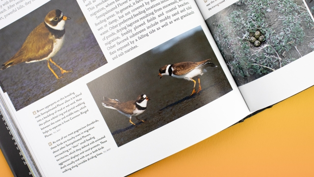 The Shorebirds of North America - Semipalmated plovers.