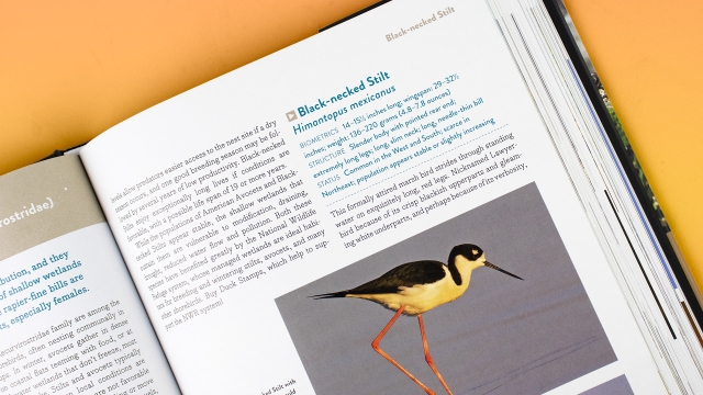 The Shorebirds of North America - Black-necked stilt.