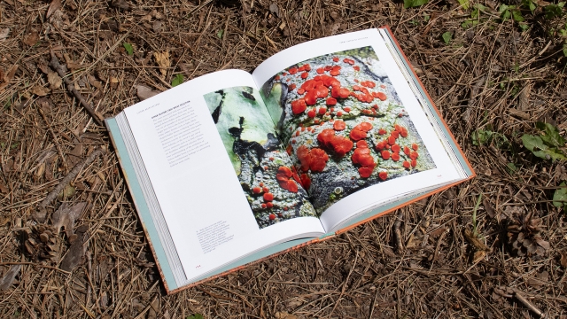 The Lives of Lichens 2 page spread of red lichen photograph.