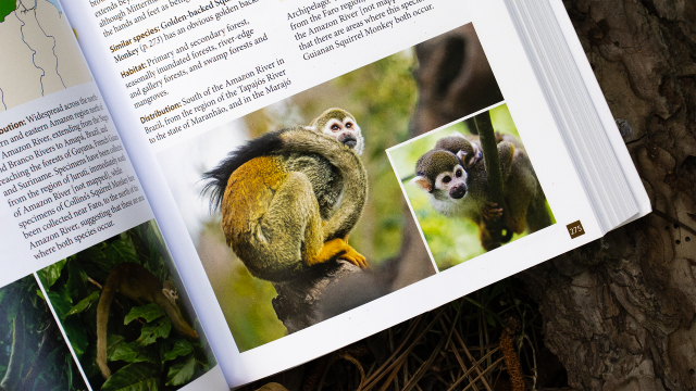 A Field Guide to the Larger Mammals of South America - Golden-backed Squirrel Monkey closeups.