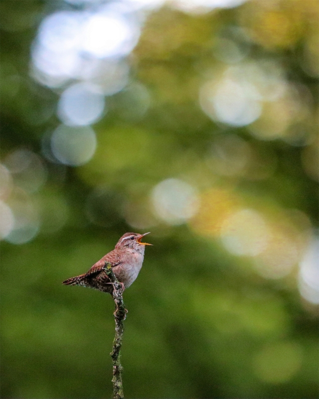 Small bird singing.