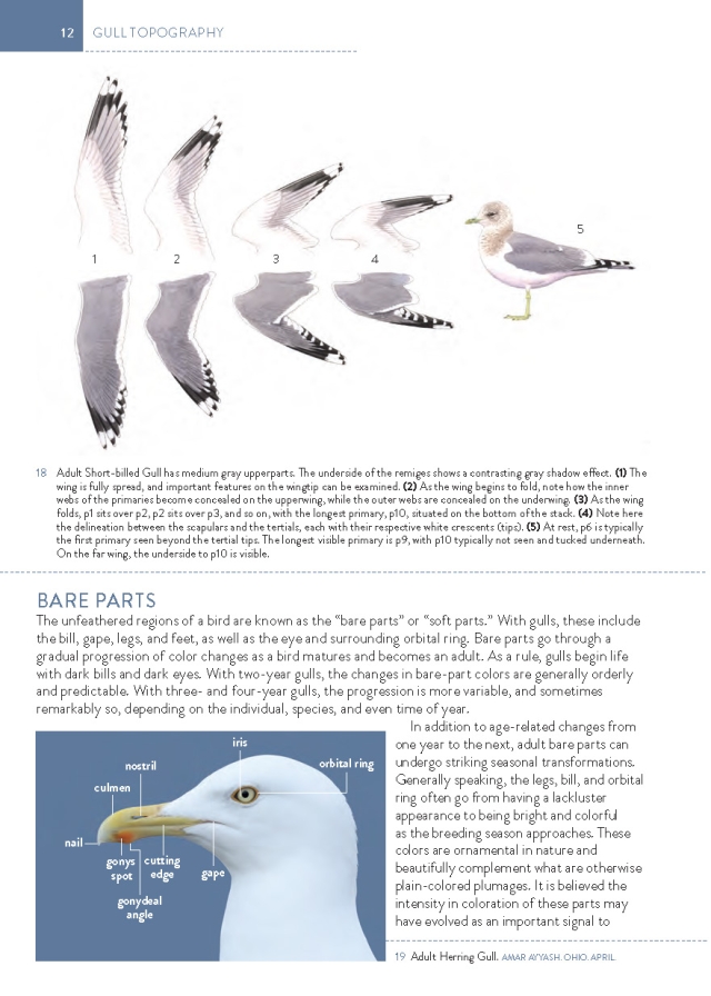 The Gull Guide - Gull Topography, Wings and Bare Parts, Page 12.