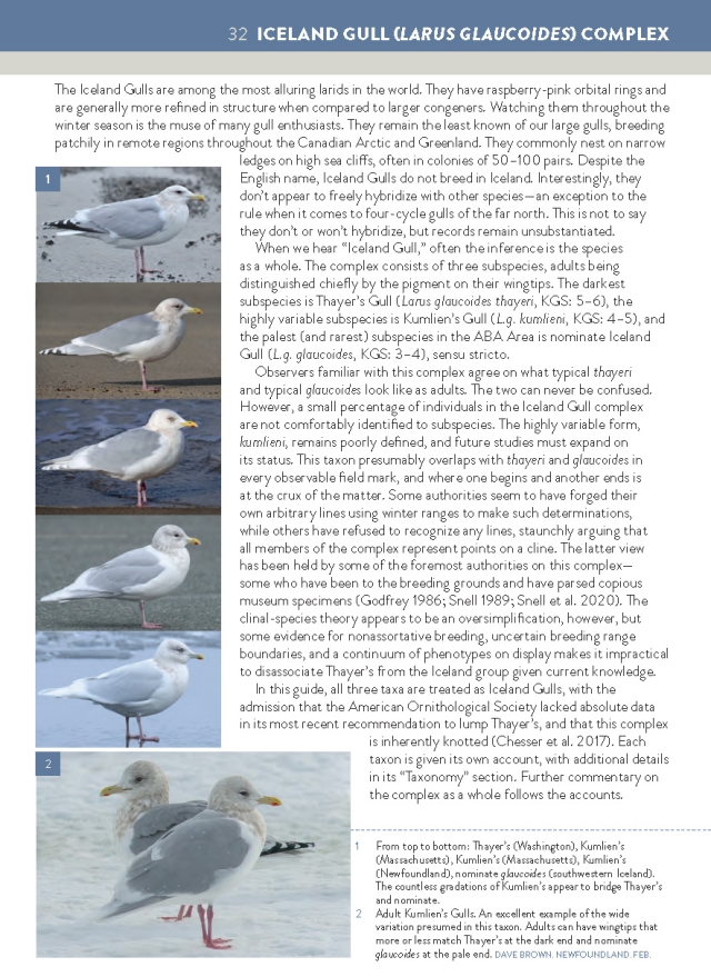 The Gull Guide - Iceland Gull Complex, page 387.