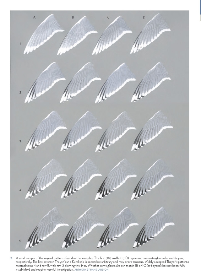 The Gull Guide - Iceland Gull Complex wing patterns, page 388.