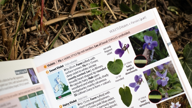 British & Irish Wild Flowers and Plants Sample Entry page top - Violets.