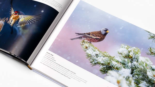 Bird Photographer of the Year  - Winter Pink photograph.