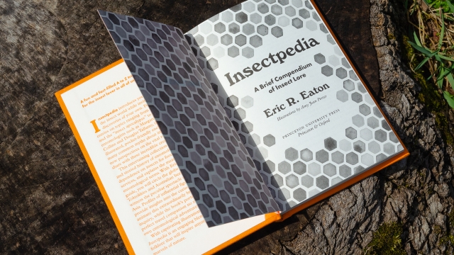 Insectpedia title pagespread.