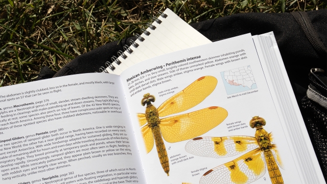 Dragonflies of North America - Mexican Amberwing entry closeup.