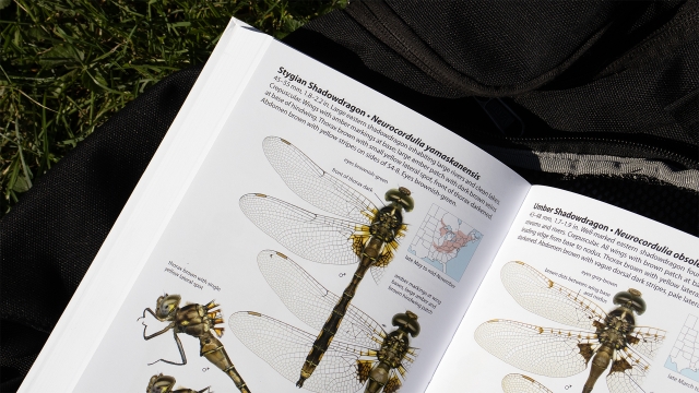 Dragonflies of North America - Stygian Shadowdragon entry closeup.