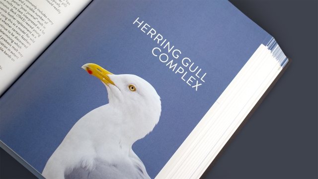 The Gull Guide - Herring Gull Complex photograph.