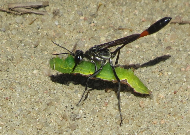 Ammophila Procera wasp with prey