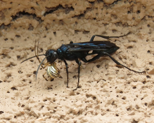 Chalybion Californicum Widow wasp with prey
